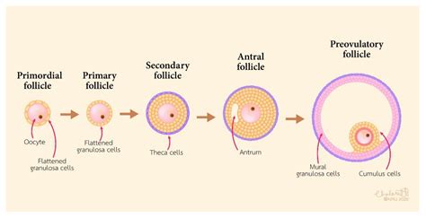 oocyte cumulus complex|cumulus oophorus vs corona radiata.